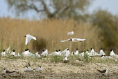 Black-headed gull - Chroicocephalus ridibundus Chroicocephalus ridibundus,Black-headed Gull,Charadriiformes,Laridae,camargue,gabbiano comune,Gulls, Terns,Aves,Birds,Ciconiiformes,Herons Ibises Storks and Vultures,Chordates,Chordata,Animalia,Common