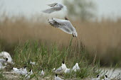 Black-headed gull - Chroicocephalus ridibundus Chroicocephalus ridibundus,Black-headed Gull,Charadriiformes,Laridae,camargue,gabbiano comune,Gulls, Terns,Aves,Birds,Ciconiiformes,Herons Ibises Storks and Vultures,Chordates,Chordata,Animalia,Common