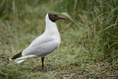 Black-headed gull - Chroicocephalus ridibundus Chroicocephalus ridibundus,Black-headed Gull,Charadriiformes,Laridae,camargue,gabbiano comune,Gulls, Terns,Aves,Birds,Ciconiiformes,Herons Ibises Storks and Vultures,Chordates,Chordata,Animalia,Common