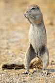 Cape ground squirrel - Xerus inauris etosha,namibia,squirrel,Xerus inauris,Cape ground squirrel,ground squirrel,Mammalia,Mammals,Squirrels, Chipmunks, Marmots, Prairie Dogs,Sciuridae,Rodents,Rodentia,Chordates,Chordata,Terrestrial,Least