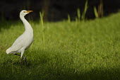 Cattle egret - Bubulcus ibis pelecaniformes,ciconiiformes,ardeidae,cattle egret,airone guardabuoi,Ciconiiformes,Herons Ibises Storks and Vultures,Aves,Birds,Chordates,Chordata,Herons, Bitterns,Ardeidae,Forest,Flying,North America