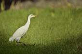 Cattle egret - Bubulcus ibis pelecaniformes,ciconiiformes,ardeidae,cattle egret,airone guardabuoi,Ciconiiformes,Herons Ibises Storks and Vultures,Aves,Birds,Chordates,Chordata,Herons, Bitterns,Ardeidae,Forest,Flying,North America