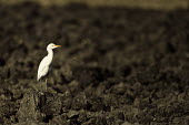 Cattle egret - Bubulcus ibis pelecaniformes,ciconiiformes,ardeidae,cattle egret,airone guardabuoi,Ciconiiformes,Herons Ibises Storks and Vultures,Aves,Birds,Chordates,Chordata,Herons, Bitterns,Ardeidae,Forest,Flying,North America