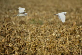 Cattle egret - Bubulcus ibis pelecaniformes,ciconiiformes,ardeidae,cattle egret,airone guardabuoi,Ciconiiformes,Herons Ibises Storks and Vultures,Aves,Birds,Chordates,Chordata,Herons, Bitterns,Ardeidae,Forest,Flying,North America