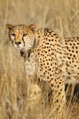 Cheetah - Acinonyx jubatus Chordates,Chordata,Carnivores,Carnivora,Mammalia,Mammals,Felidae,Cats,jubatus,Savannah,Appendix I,Africa,Acinonyx,Critically Endangered,Carnivorous,Terrestrial,Animalia,Endangered,Scrub,Vulnerable,IUC