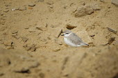 Chestnut-banded plover - Charadrius pallidus chestnut-banded plover,charadrius pallidus,plover,charadriiformes,charadriidae,namibia,walvis bay,Near Threatened,Flying,pallidus,Charadriiformes,Ponds and lakes,Salt marsh,Charadriidae,Shore,Estuary,