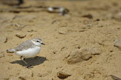 Chestnut-banded plover - Charadrius pallidus chestnut-banded plover,charadrius pallidus,plover,charadriiformes,charadriidae,namibia,walvis bay,Near Threatened,Flying,pallidus,Charadriiformes,Ponds and lakes,Salt marsh,Charadriidae,Shore,Estuary,