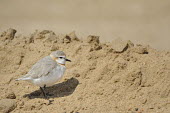 Chestnut-banded plover - Charadrius pallidus chestnut-banded plover,charadrius pallidus,plover,charadriiformes,charadriidae,namibia,walvis bay,Near Threatened,Flying,pallidus,Charadriiformes,Ponds and lakes,Salt marsh,Charadriidae,Shore,Estuary,