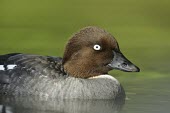 Common goldeneye - Bucephala clangula quatrocchi,anatra,anseriformes,anatidae,Bucephala clangula,Common Goldeneye,italy,Waterfowl,Anseriformes,Ducks, Geese, Swans,Anatidae,Chordates,Chordata,Aves,Birds,North America,clangula,Animalia,Asia