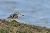 Common greenshank - Tringa nebularia pantana,charadiformes,greenshank,Common Greenshank,Tringa nebularia,scolopacidae,Chordates,Chordata,Ciconiiformes,Herons Ibises Storks and Vultures,Aves,Birds,Sandpipers, Phalaropes,Scolopacidae,Terre