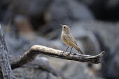 Familiar Chat - Cercomela familiaris cercomela familiaris,familiar chat,passeriformes,muscicapidae,namibia,africa