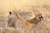 Lion - Panthera leo africa,namibia,etosha,lion,leone,panthera leo,Felidae,Cats,Mammalia,Mammals,Carnivores,Carnivora,Chordates,Chordata,leo,Animalia,Savannah,Africa,Scrub,Appendix II,Asia,Panthera,Vulnerable,Desert,Terre