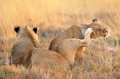 Lion - Panthera leo africa,namibia,etosha,lion,leone,panthera leo,Felidae,Cats,Mammalia,Mammals,Carnivores,Carnivora,Chordates,Chordata,leo,Animalia,Savannah,Africa,Scrub,Appendix II,Asia,Panthera,Vulnerable,Desert,Terre