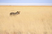 Lion - Panthera leo africa,namibia,etosha,lion,leone,panthera leo,Felidae,Cats,Mammalia,Mammals,Carnivores,Carnivora,Chordates,Chordata,leo,Animalia,Savannah,Africa,Scrub,Appendix II,Asia,Panthera,Vulnerable,Desert,Terre