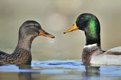 Mallard - Anas platyrhynchos couple,italy,Anas platyrhynchos,Mallard,Anseriformes,anatidae,Waterfowl,Chordates,Chordata,Ducks, Geese, Swans,Anatidae,Aves,Birds,Terrestrial,Herbivorous,platyrhynchos,North America,Europe,Urban,Temp