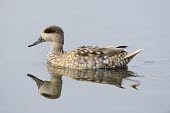 Marbled Duck - Marmaronetta angustirostris Marmaronetta angustirostris,anatidae,anatra marmorizzata,anatra,Anseriformes,duck,Omnivorous,Wetlands,Brackish,Chordata,Flying,Aves,angustirostris,Anatidae,Aquatic,Africa,Marmaronetta,Terrestrial,Euro