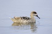 Marbled Duck - Marmaronetta angustirostris Marmaronetta angustirostris,anatidae,anatra marmorizzata,anatra,Anseriformes,duck,Omnivorous,Wetlands,Brackish,Chordata,Flying,Aves,angustirostris,Anatidae,Aquatic,Africa,Marmaronetta,Terrestrial,Euro