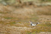 Three-banded Plover - Charadrius tricollaris three-banded plover,plover,charadriidae,charadriiformes,namibia