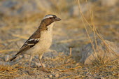 White-browed sparrow-weaver - Plocepasser mahali white-browed,sparrow-weaver,plocepasser mahali,etosha,namibia,passeriformes,passeridae