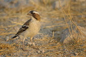 White-browed sparrow-weaver - Plocepasser mahali white-browed,sparrow-weaver,plocepasser mahali,etosha,namibia,passeriformes,passeridae