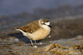 White-fronted Plover - Charadrius marginatus white-fronted plover,white-fronted sandplover,charadriiformes,charadriidae,namibia