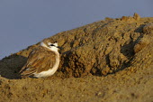 White-fronted Plover - Charadrius marginatus white-fronted plover,white-fronted sandplover,charadriiformes,charadriidae,namibia