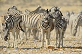 Plains zebra - Equus quagga etosha,namibia,africa,zebra,Plains zebra,Equus quagga,Least Concern,quagga,Streams and rivers,Mammalia,Perissodactyla,Ponds and lakes,Equidae,Equus,Africa,Terrestrial,Savannah,Herbivorous,Temporary wa