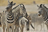 Plains zebra - Equus quagga etosha,namibia,africa,zebra,Plains zebra,Equus quagga,Least Concern,quagga,Streams and rivers,Mammalia,Perissodactyla,Ponds and lakes,Equidae,Equus,Africa,Terrestrial,Savannah,Herbivorous,Temporary wa