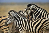 Plains zebra - Equus quagga etosha,namibia,africa,zebra,Plains zebra,Equus quagga,Least Concern,quagga,Streams and rivers,Mammalia,Perissodactyla,Ponds and lakes,Equidae,Equus,Africa,Terrestrial,Savannah,Herbivorous,Temporary wa