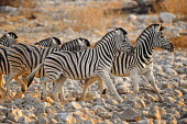 Plains zebra - Equus quagga etosha,namibia,africa,zebra,Plains zebra,Equus quagga,Least Concern,quagga,Streams and rivers,Mammalia,Perissodactyla,Ponds and lakes,Equidae,Equus,Africa,Terrestrial,Savannah,Herbivorous,Temporary wa