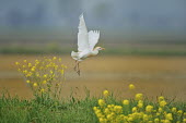 Cattle egret - Bubulcus ibis pelecaniformes