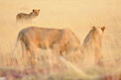 Lion - Panthera leo africa,namibia,etosha,lion,leone,panthera leo,Felidae,Cats,Mammalia,Mammals,Carnivores,Carnivora,Chordates,Chordata,leo,Animalia,Savannah,Africa,Scrub,Appendix II,Asia,Panthera,Vulnerable,Desert,Terre