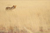 Lion - Panthera leo africa,namibia,etosha,lion,leone,panthera leo,Felidae,Cats,Mammalia,Mammals,Carnivores,Carnivora,Chordates,Chordata,leo,Animalia,Savannah,Africa,Scrub,Appendix II,Asia,Panthera,Vulnerable,Desert,Terre