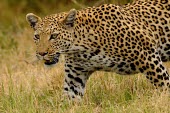 Leopard Cat,Big cat,Wild,Chordates,Chordata,Felidae,Cats,Mammalia,Mammals,Carnivores,Carnivora,Temperate,Savannah,Asia,Appendix I,Carnivorous,Panthera,Near Threatened,Africa,Terrestrial,Rainforest,Animalia,IU