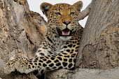 Leopard sitting in tree Cat,Big cat,Wild,Chordates,Chordata,Felidae,Cats,Mammalia,Mammals,Carnivores,Carnivora,Temperate,Savannah,Asia,Appendix I,Carnivorous,Panthera,Near Threatened,Africa,Terrestrial,Rainforest,Animalia,IU