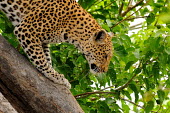 Leopard climbing down tree Cat,Africa,climbing,Wild,Chordates,Chordata,Felidae,Cats,Mammalia,Mammals,Carnivores,Carnivora,Temperate,Savannah,Asia,Appendix I,Carnivorous,Panthera,Near Threatened,Terrestrial,Rainforest,Animalia,I