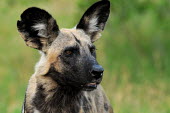 African wild dog portrait Canine,dog,Wild,Carnivores,Carnivora,Mammalia,Mammals,Chordates,Chordata,Dog, Coyote, Wolf, Fox,Canidae,Savannah,Carnivorous,Terrestrial,Forest,pictus,Endangered,Semi-desert,Lycaon,Animalia,Africa,IUC