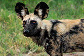 African wild dog Canine,dog,Wild,Carnivores,Carnivora,Mammalia,Mammals,Chordates,Chordata,Dog, Coyote, Wolf, Fox,Canidae,Savannah,Carnivorous,Terrestrial,Forest,pictus,Endangered,Semi-desert,Lycaon,Animalia,Africa,IUC