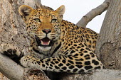 Leopard sitting in tree Cat,Big cat,Wild,Chordates,Chordata,Felidae,Cats,Mammalia,Mammals,Carnivores,Carnivora,Temperate,Savannah,Asia,Appendix I,Carnivorous,Panthera,Near Threatened,Africa,Terrestrial,Rainforest,Animalia,IU