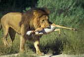 Lion with prey in mouth Cat,predator,big cat,prey,feeding,hunting,Wild,Felidae,Cats,Mammalia,Mammals,Carnivores,Carnivora,Chordates,Chordata,leo,Animalia,Savannah,Africa,Scrub,Appendix II,Asia,Panthera,Vulnerable,Desert,Terr