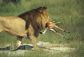 Lion with prey in mouth Cat,predator,big cat,prey,feeding,hunting,Wild,Felidae,Cats,Mammalia,Mammals,Carnivores,Carnivora,Chordates,Chordata,leo,Animalia,Savannah,Africa,Scrub,Appendix II,Asia,Panthera,Vulnerable,Desert,Terr