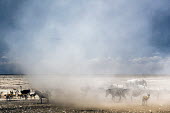 Dust Devil Wild