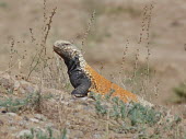 Mesopotamian spiny-tailed lizard (Saara loricata) Mesopotamian spiny-tailed lizard,Saara loricata