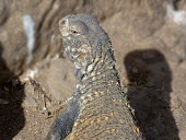 Mesopotamian spiny-tailed lizard (Saara loricata) Mesopotamian spiny-tailed lizard,Saara loricata