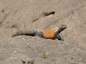 Mesopotamian spiny-tailed lizard (Saara loricata) Mesopotamian spiny-tailed lizard,Saara loricata