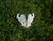 Caper white (Belenois aurota) Caper white,Belenois aurota,Lepidoptera,Butterflies, Skippers, Moths,Whites, Sulphurs, Orange-tips,Pieridae,Arthropoda,Arthropods,Insects,Insecta,Anaphaeis aurota,Ponds and lakes,Animalia,Asia,Terrest