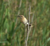 Common stonechat (Saxicola torquatus) Common stonechat,Saxicola torquatus,Aves,Birds,Old World Flycatchers,Muscicapidae,Perching Birds,Passeriformes,Chordates,Chordata,Europe,Wetlands,Animalia,Saxicola,Agricultural,Terrestrial,Scrub,Afric