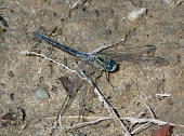 Long skimmer (Orthetrum trinacria) Long skimmer,Orthetrum trinacria