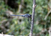 Long skimmer (Orthetrum trinacria) Long skimmer,Orthetrum trinacria