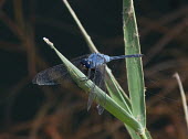 Long skimmer (Orthetrum trinacria) Long skimmer,Orthetrum trinacria